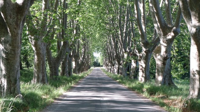 shady rows of plain trees line our route