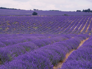 Blooming lavender tours in Provence as far as the eye can see