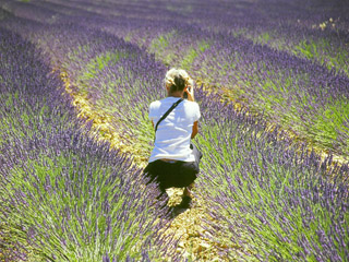 Glorious fields of blooming lavender in Provence