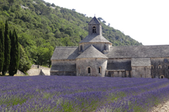Tha magnificent Abbey of Senanque set in al lavender field