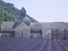 ancient abbey and lavander field from out heart of provence tour