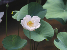 The serene beauty of a lotus pond in Bali