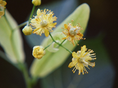 Fragrant linden blossom