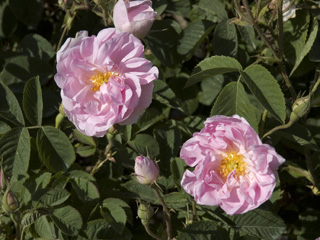 Aromatic roses, picked in the early morning